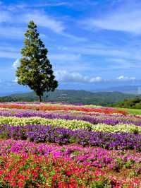 淡路島の無料お花スポット😊💐 兵庫県立公園あわじ花さじき💐😊