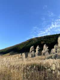 〜神奈川県〜黄金の絨毯　紅葉だけじゃない日本の秋の景色
