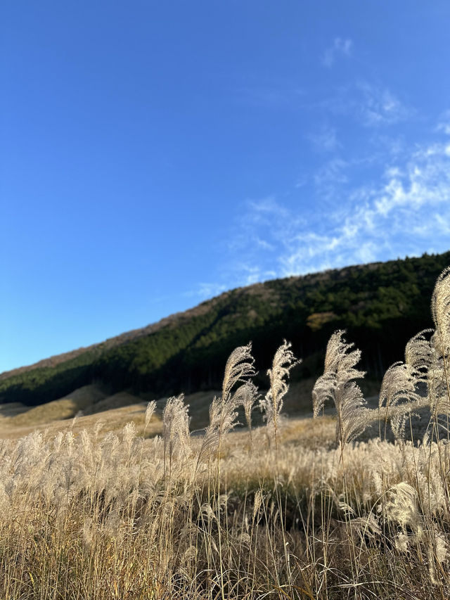 〜神奈川県〜黄金の絨毯　紅葉だけじゃない日本の秋の景色