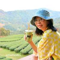 ไร่ชา 101 ดอยแม่สลอง 