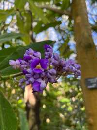 高知 / 朝ドラのモデル！牧野植物園