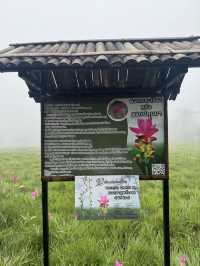 ทุ่งดอกกระเจียว อุทยานแห่งชาติไทรทอง ชัยภูมิ