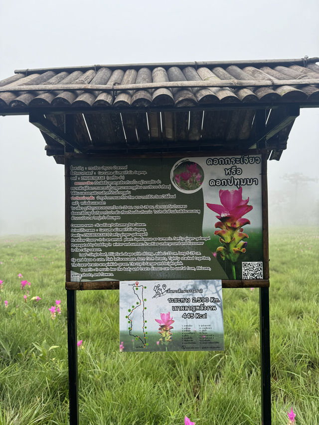ทุ่งดอกกระเจียว อุทยานแห่งชาติไทรทอง ชัยภูมิ
