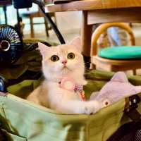 คาเฟ่เอาใจสาย Pet friendly 🫶🏻