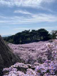 개미취 🌺🪻🌼🌸축제 여행 계획할때에요~ 
