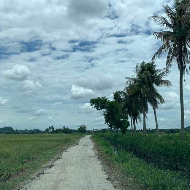 "Exploring the Scenic Beauty of Butterworth's Paddy Fields"