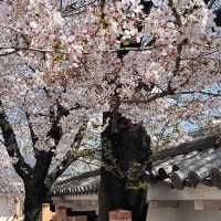 Kofu Castle is a Hidden gems in Japan 🇯🇵 