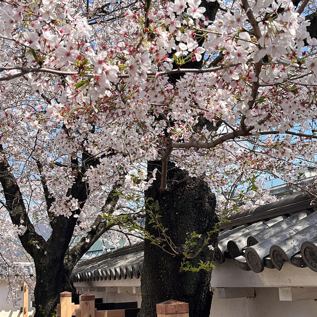 Kofu Castle is a Hidden gems in Japan 🇯🇵 