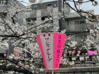 🌸 目黒川桜まつり - 春の美しさが川沿いに広がる🇯🇵