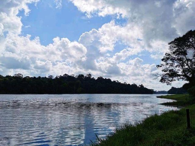Discover MacRitchie Reservoir: Singapore’s Secret Nature Gem