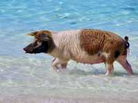 【バハマ ・エグズーマ】美しい海にブタが泳ぐビーチ🐷