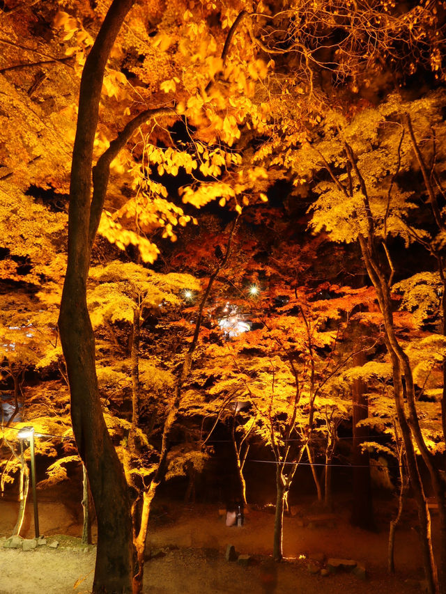 夜のライトアップ🌙愛知県1番の絶景紅葉スポット 「香嵐渓」こうらんけい