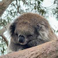 KOALA🐨🥺🥰😍