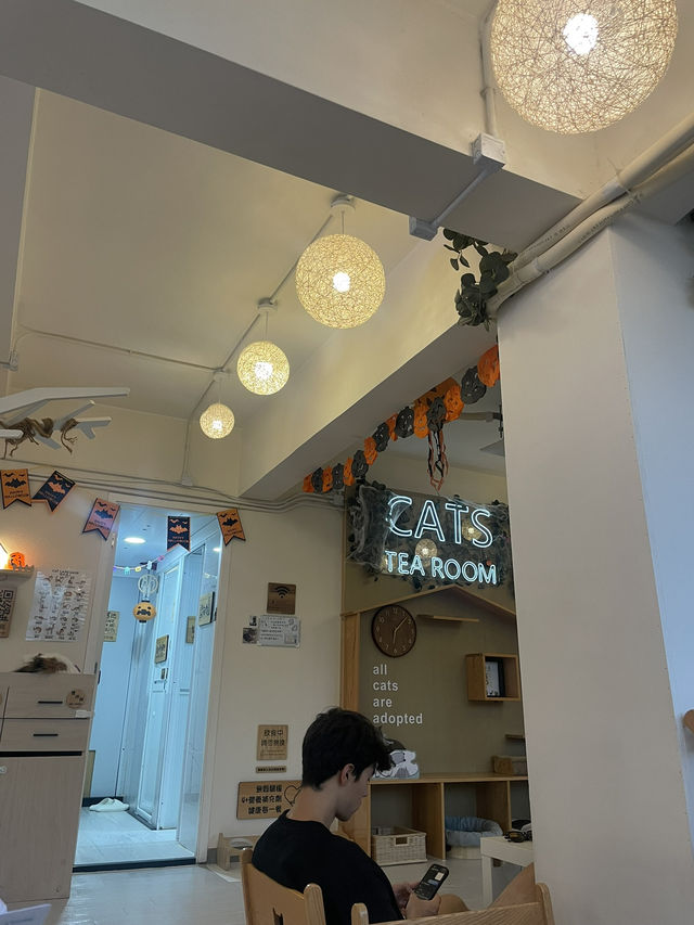 Cat cafe in Tsim sha Tsui @Hongkong