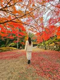 【京都/紅葉スポット】階段一面に落ちた紅葉で大人気💡市内から離れているのに大混雑スポット！