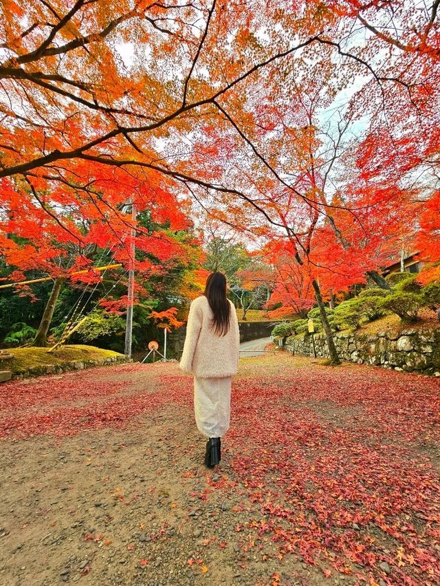 【京都/紅葉スポット】階段一面に落ちた紅葉で大人気💡市内から離れているのに大混雑スポット！