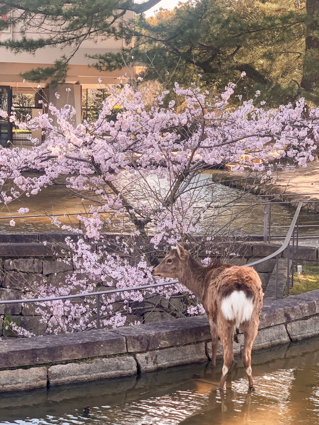 【奈良】鹿と大接近🦌鹿に襲われないコツ！