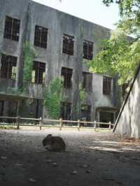 【広島観光】癒しのうさぎ天国！広島「大久野島」🐰🌿