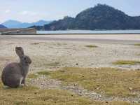 大久野島 來尋找超可愛兔兔