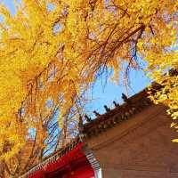 ～文殊寺～銀杏秋色～