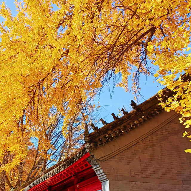 ～文殊寺～銀杏秋色～