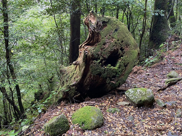 屋久島の縄文杉までの道が幻想的すぎた！