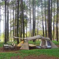 ภูหินร่องกล้า - ลานกางเต็นท์กลางป่าสน