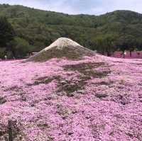 【山梨】富士芝桜まつり