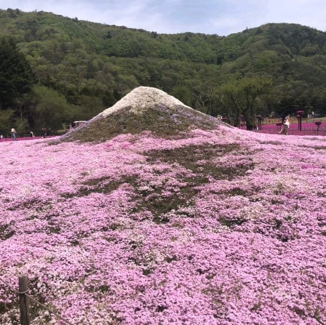 【山梨】富士芝桜まつり