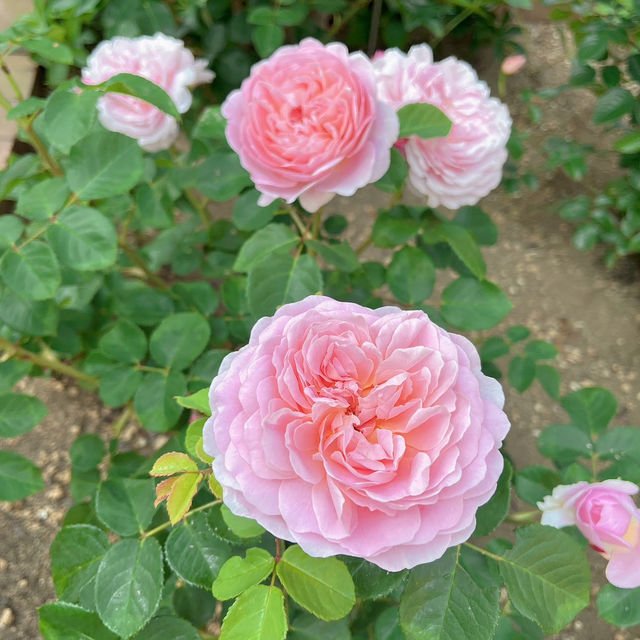 札幌免費賞花景點🤍白色戀人公園✨