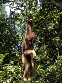 Things to do in Bukit Lawang 