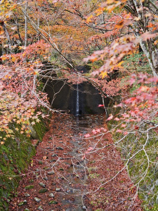 【ここ行って】本当は教えたくない🙅1230年の歴史あるお寺で見る穴場の紅葉🍁