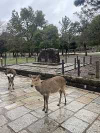 NARA🦌 in One Day: Where History and Nature Embrace