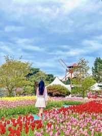 서울근교 네덜란드 튤립투어🌷🇳🇱