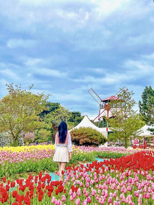 서울근교 네덜란드 튤립투어🌷🇳🇱