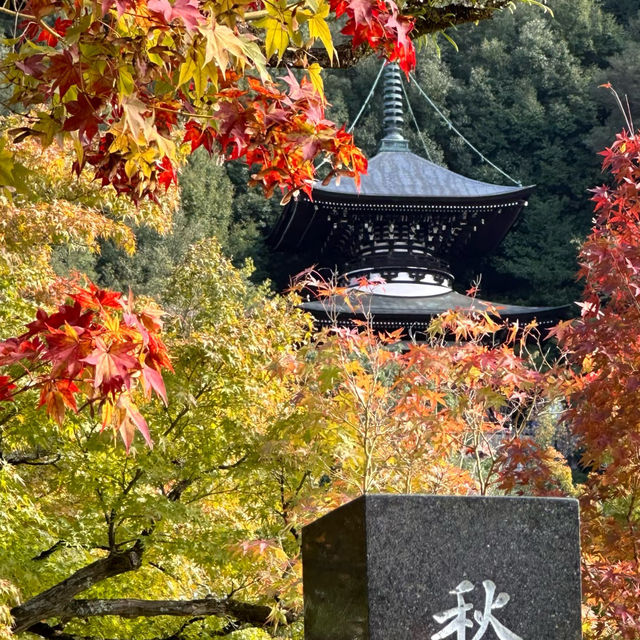 住吉大社：秋色中的神聖與靜謐 🍁