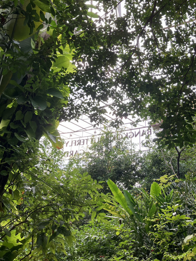Bangkok’s fairytale butterfly garden 