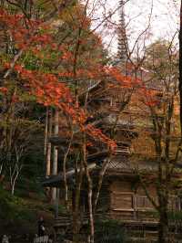 【ここ行って】本当は教えたくない🙅丹波地方最古の寺院で見る紅葉✨