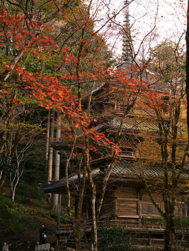 【ここ行って】本当は教えたくない🙅丹波地方最古の寺院で見る紅葉✨ 【ここ行って】本当は教えたくない🙅丹波地方最古の寺院で見る紅葉✨