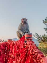 “Monkey”ing around in Zhangjiajie