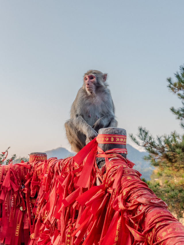 “Monkey”ing around in Zhangjiajie