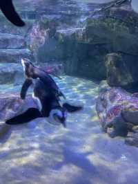 부산 겨울 실내데이트는 아쿠아리움에서 🐠