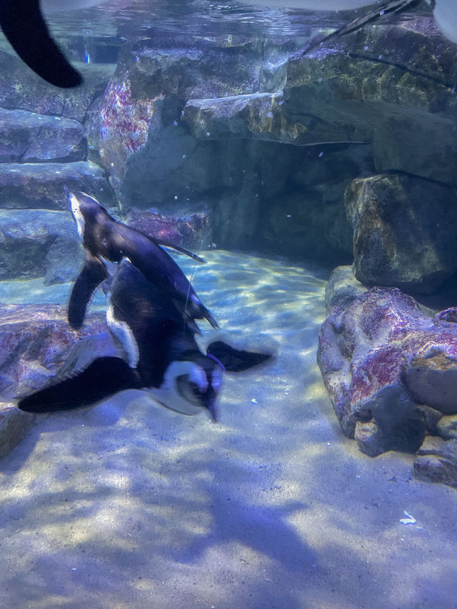 부산 겨울 실내데이트는 아쿠아리움에서 🐠