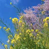 草場川櫻花林蔭樹，享受櫻花和油菜花合作的絕景點