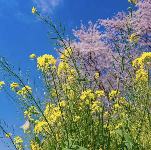 草場川櫻花林蔭樹，享受櫻花和油菜花合作的絕景點