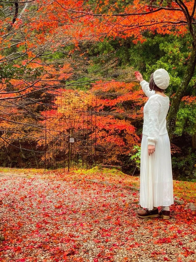 山口県古刹😊紅葉名所🍁大寧寺🍁たいねいじ