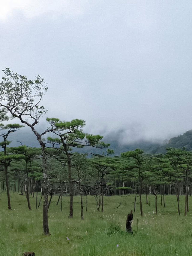 รีวิว ภูสอยดาวฉบับคนขี้เกียจก็ขึ้นได้ 🌳⛰️