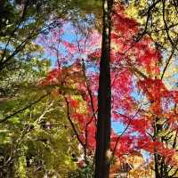 健行書寫山，沐浴於迷人的楓紅景緻。