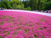 【埼玉県】芝桜のパッチワークが絶景！「羊山公園・芝桜の丘」
