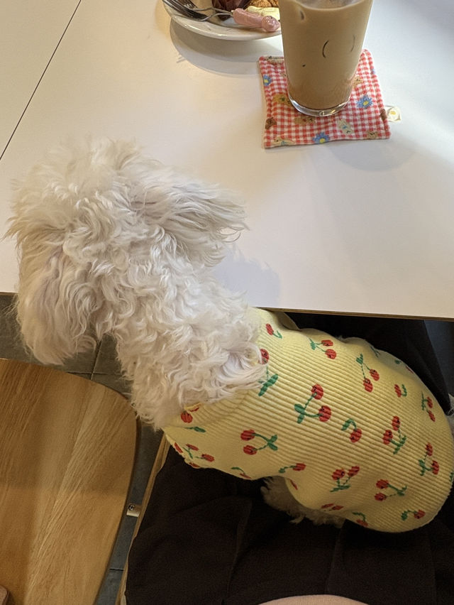반려견과 귀여운 공간에서 시간 보내기 좋은 ‘AHTO'🐶